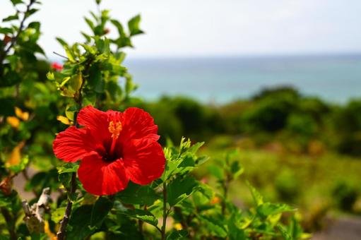 🌿 미야코지마 시립 열대식물원 (미야코지마시 넷타이 쇼쿠부츠엔) 이미지 7
